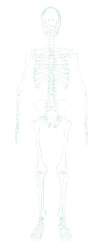 x光人体骨骼