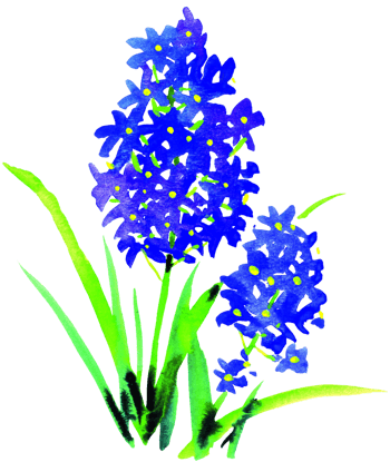 手绘蓝色风信子