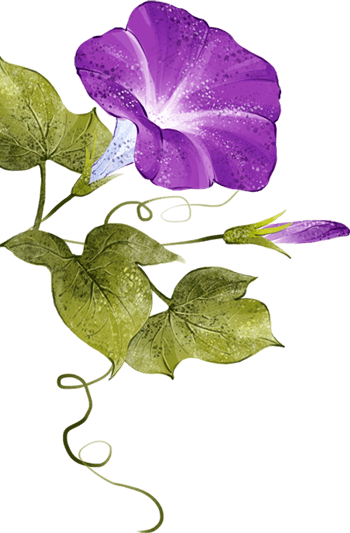 手绘喇叭花图片-手绘喇叭花设计素材-手绘喇叭花素材免费下载-万素网