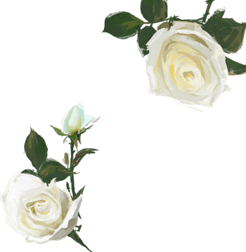 手绘白色玫瑰
