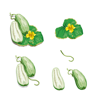 矢量黄瓜