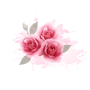 粉玫瑰背景 素材 免费粉玫瑰背景图片素材 粉玫瑰背景素材大全 万素网