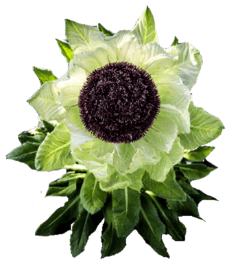 雪莲花图片免费下载_雪莲花素材_万素网