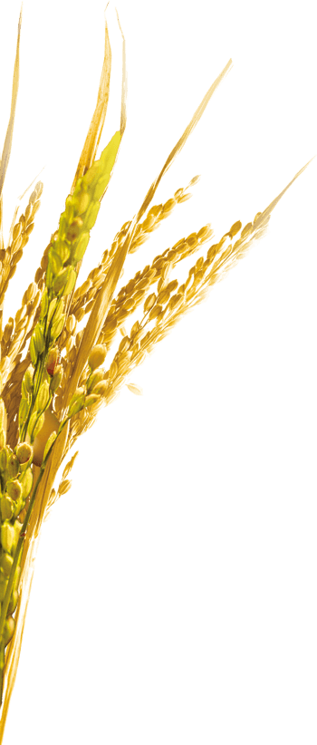 黄金麦穗