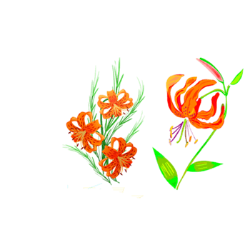 卡通手绘红色菊花素材