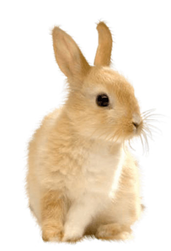 卡通动物图片手绘动物素材可爱的毛绒兔子