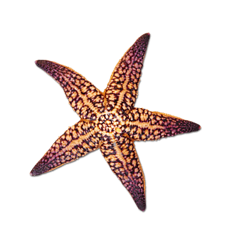 海沙滩海星图片-海沙滩海星设计素材-海沙滩海星素材免费下载-万素网