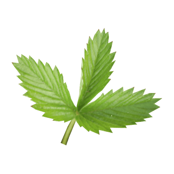 草莓叶图片-草莓叶设计素材-草莓叶素材免费下载-万素网