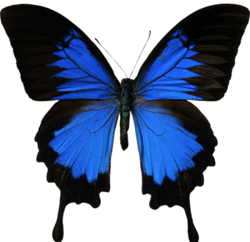 蓝黑相间的蝴蝶图片