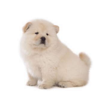 松狮犬 装饰元素 600 450px 编号 Png格式 万素网