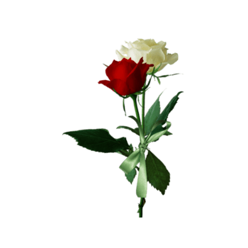 红白盛开玫瑰花枝