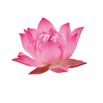 荷花免抠元素图片-元素素材5897677-万素网