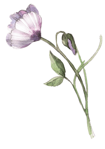 水彩浪漫超唯美手绘紫色花朵