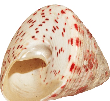 红色斑点漂亮海螺
