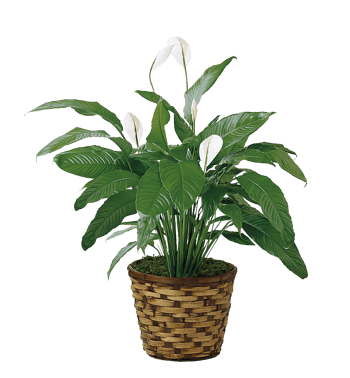 仿真花盆图片-仿真花盆素材下载-万素网