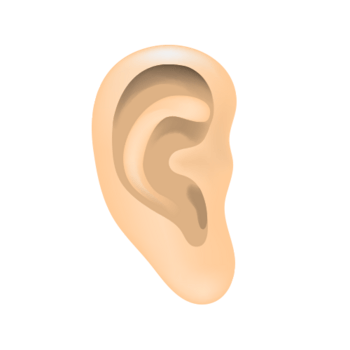 耳朵素材