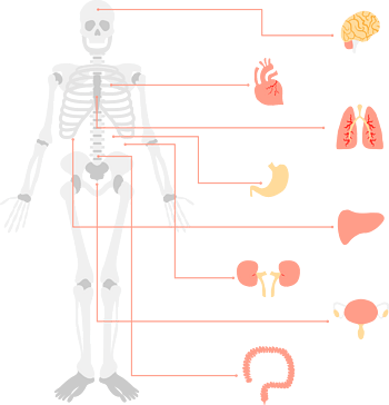 矢量手绘人体骨骼和器官