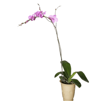 蝴蝶兰花图片-蝴蝶兰花设计素材-蝴蝶兰花素材免费下载-万素网