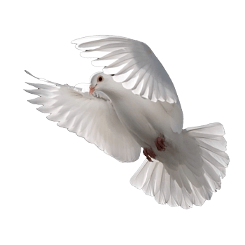 和平鸽矢量图
