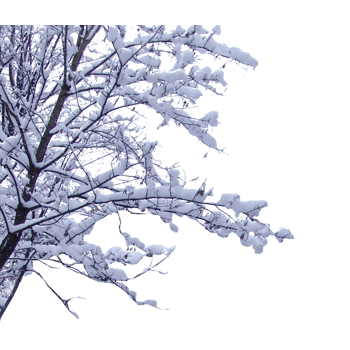 树枝雪图片-树枝雪设计素材-树枝雪素材免费下载-万素网