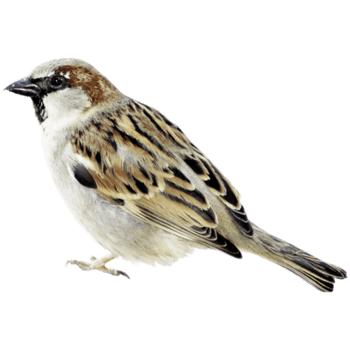 麻雀 动物 1397 1132px 编号 Png格式 万素网