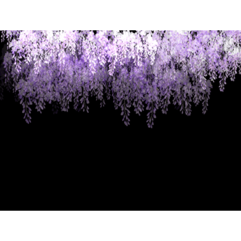 梦幻紫藤花图片素材