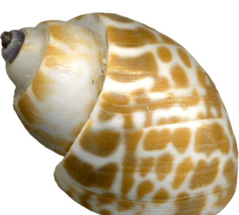 棕色斑点蜗牛生物爬行的蜗牛