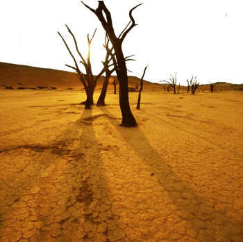 干枯树木蝙蝠恐怖元素免抠元素图片-元素素材4783937-万素网