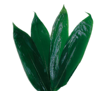 粽子叶png元素素材图片下载-万素网