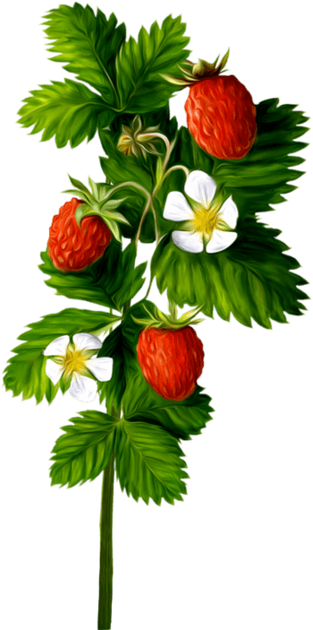草莓树