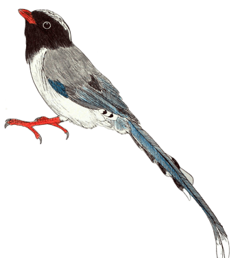 彩铅手绘红嘴蓝鹊