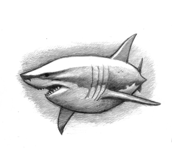 手绘鲨鱼图片-手绘鲨鱼设计素材-手绘鲨鱼素材免费下载-万素网