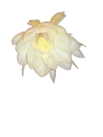 昙花免抠元素图片-元素素材5018692-万素网