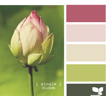 配色唯美清新背景荷花