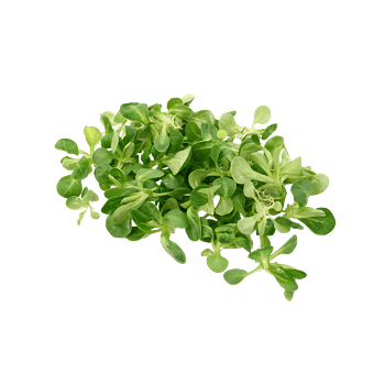 菜叶图片免费下载-菜叶素材-万素网