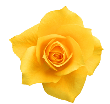 黄色玫瑰花 素材 免费黄色玫瑰花图片素材 黄色玫瑰花素材大全 万素网