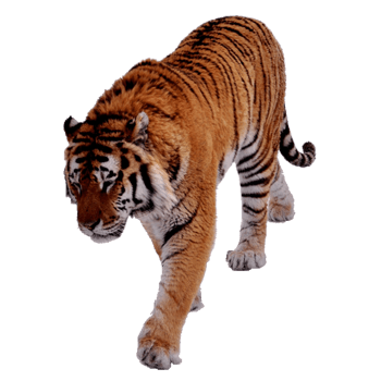 老虎免抠png图片素材