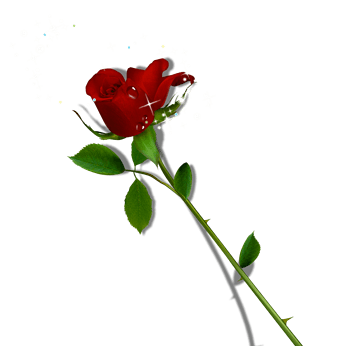 星光闪闪玫瑰花