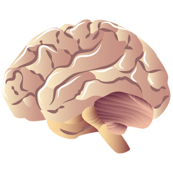 矢量人体大脑免抠元素图片_元素素材3128388_万素网