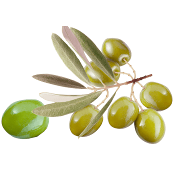 青色的油橄榄素材