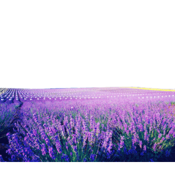 紫色花背景 素材 免费紫色花背景图片素材 紫色花背景素材大全 万素网