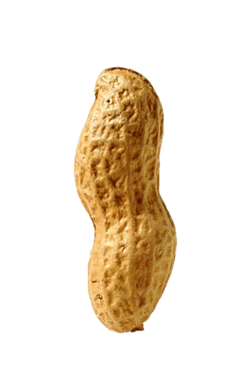 花生素材png元素素材图片下载-万素网