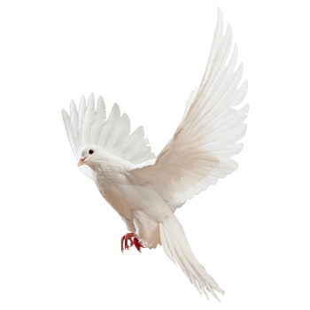 和平鸽鸽子图片素材