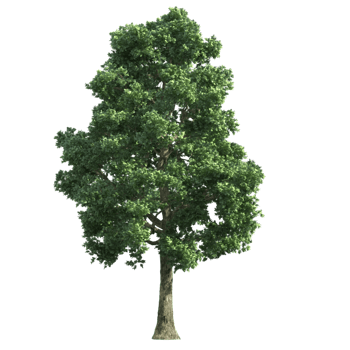 尺寸:750*750下载:2下载png树子下载png尺寸:1185*