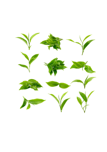 茶图片-茶素材下载-第6页-万素网