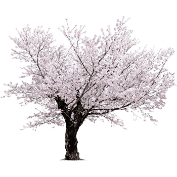 樱花树图片免费下载