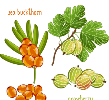 姑娘果 素材 免费姑娘果图片素材 姑娘果素材大全 万素网