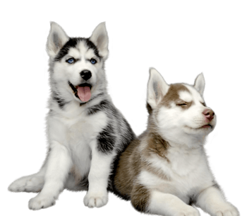 哈士奇 素材 免费哈士奇图片素材 哈士奇素材大全 万素网