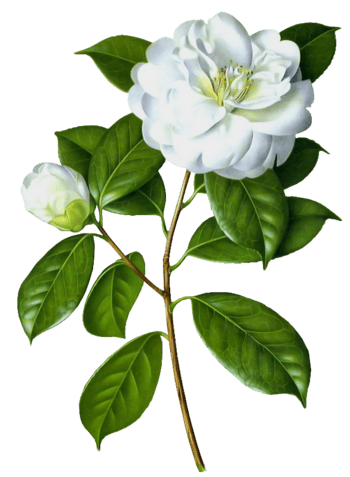 白色花朵植物素材免抠