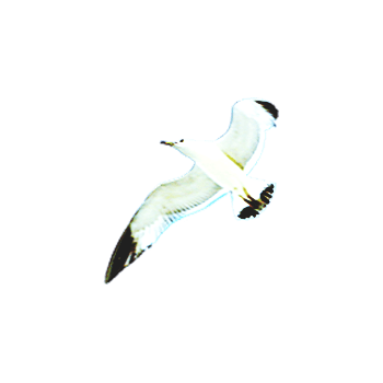 飞鸟免抠元素图片-元素素材2195904-万素网